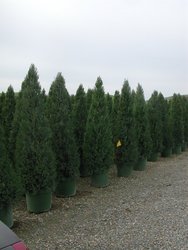 Juniperus chinensis 'Hetzi Columnaris' — photo 3